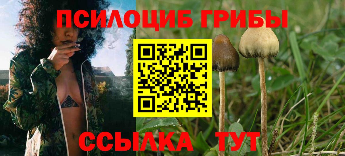 Ейск  Галлюциногенные грибы прущие грибы  Вход с VPN 